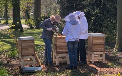 Die Bienen sind da 🐝