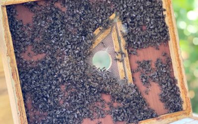 Bienen-News aus der Schule 🐝🍯