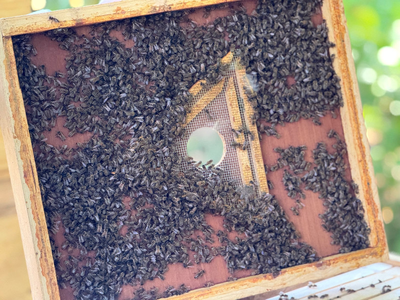 Bienen-News aus der Schule 🐝🍯